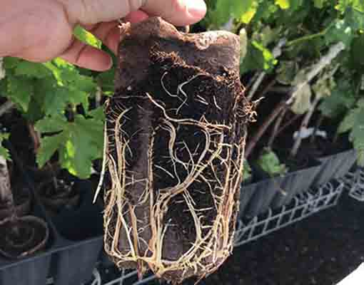 510X400 Ellepot Quality Roots in propagation