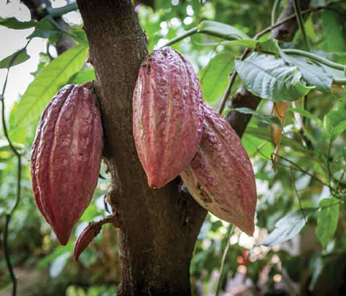 700x600 Ellepot Cacao Propagation