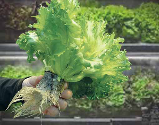Ellepot Lecctuce Sustainable Vegetables