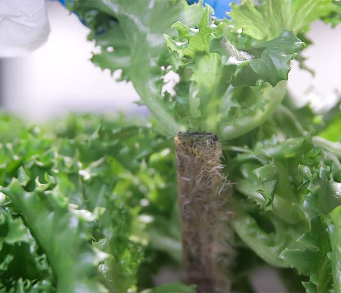 Faster rooting great air-circulation and drainage with Ellepot Sleeve