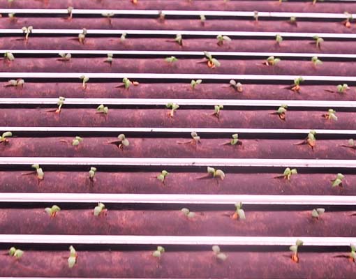 510X400 Ellepot Sleeve System For Hydroponic