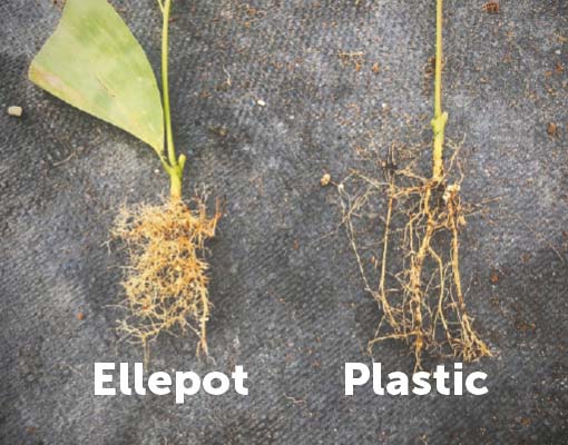 Root Development Ellepot Paper Vs. Plastic Tubettes: Inserters.