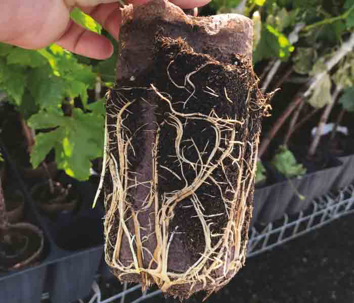 Ellepot air-tray great-roots