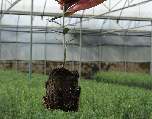 Olive propagation in Ellepot provides the best conditions for the rooting of young plants