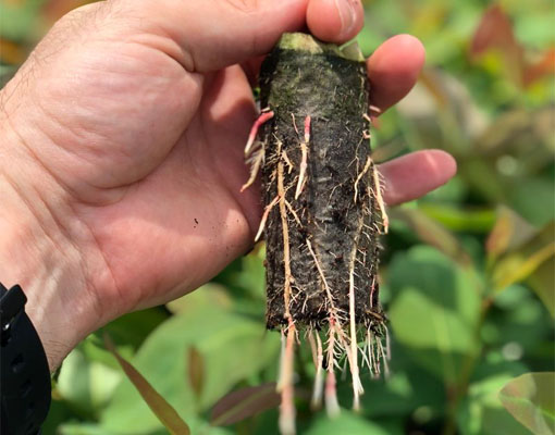 Ellepot Propagation For Young Plants For Forestry Great Rooting