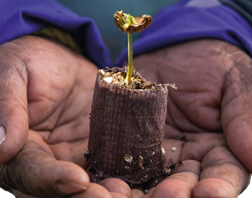Cacao with the Ellepot® Propagation System gives you faster rooting and high yield